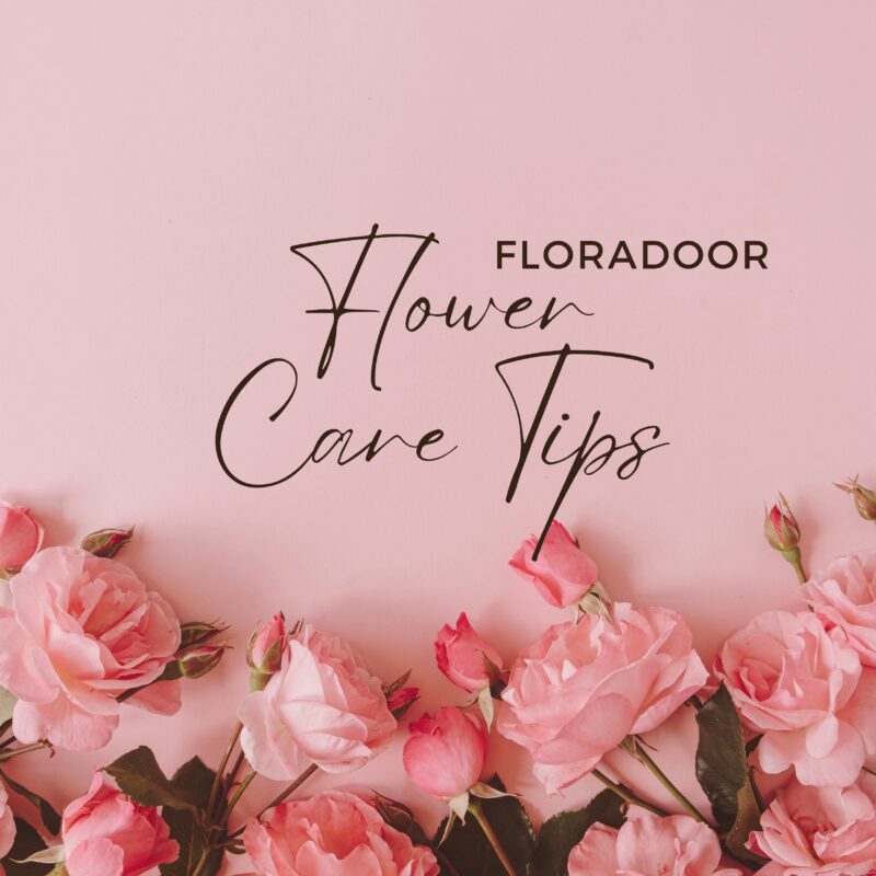 Flower Care Tips