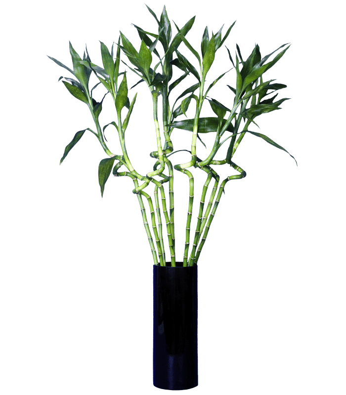 Lucky-Bamboo.png Lucky Bamboo - Image 1