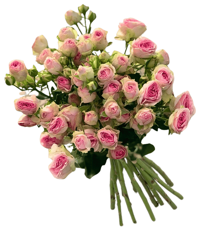 Pink-Spray-2-1.png Light Pink Spray - Image 1